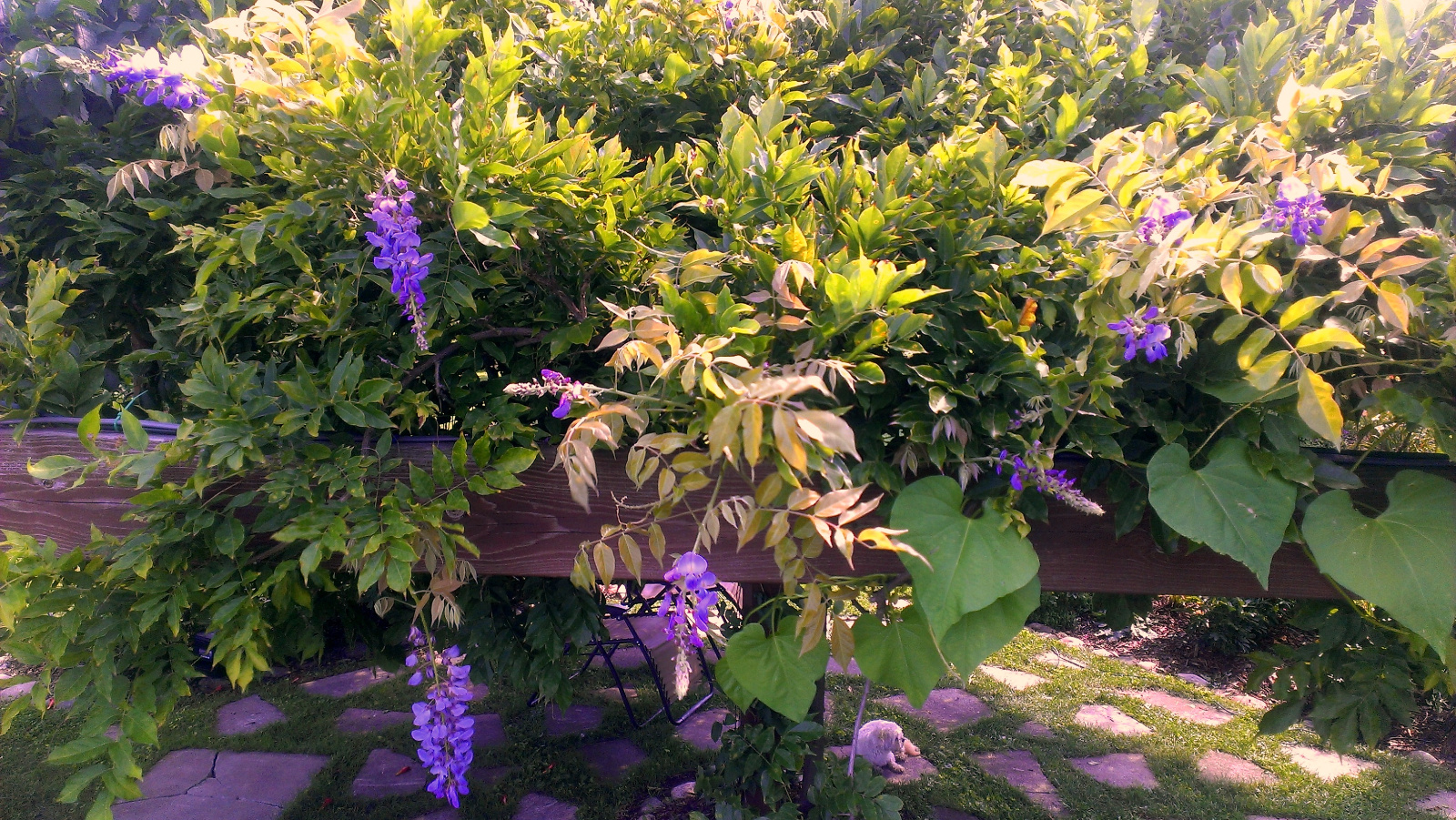 Purple Wisteria flowers intermittently throughout the summer